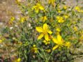 Hypericum triquetrifolium